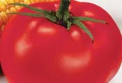 Hybrid tomatoes have their advantages and so do hybrid RIAs